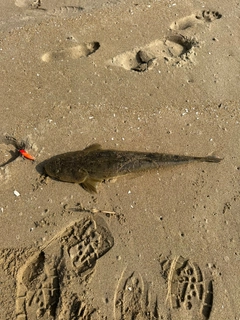 マゴチの釣果