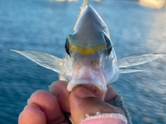 ヒトスジタマガシラの釣果