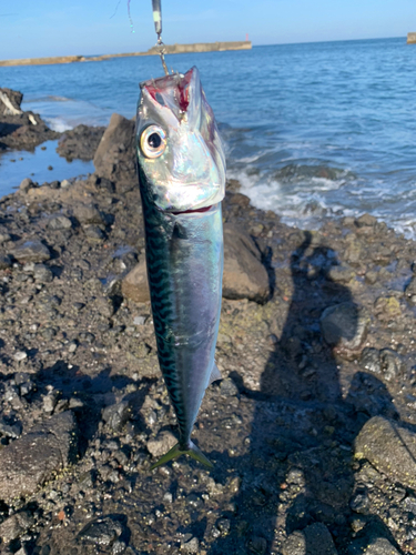 サバの釣果