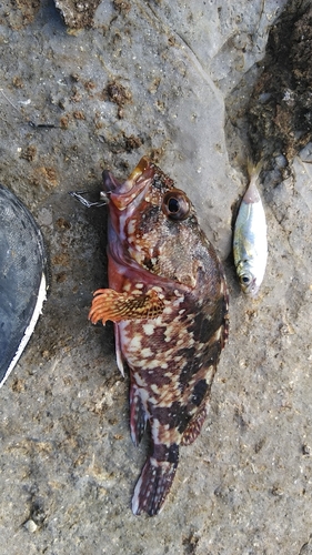 カサゴの釣果