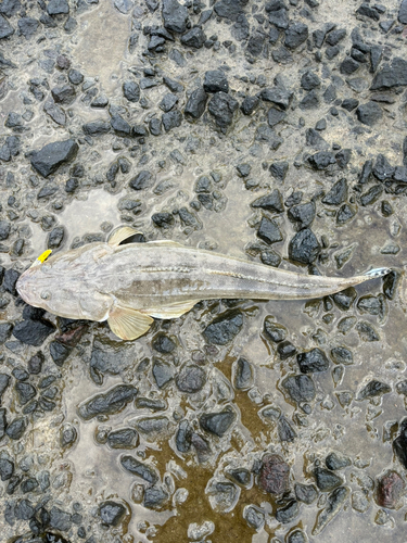 マゴチの釣果