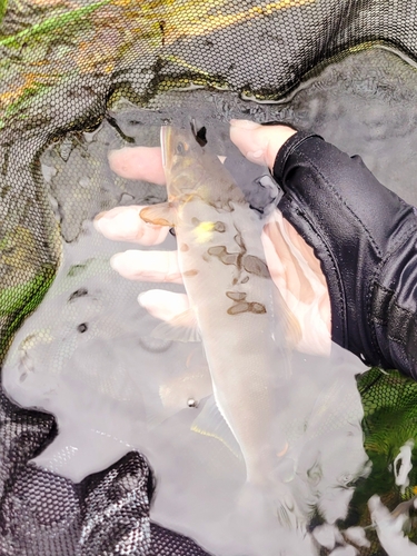 アユの釣果