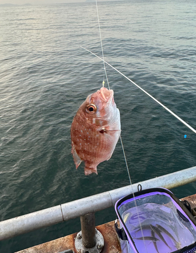 チャリコの釣果