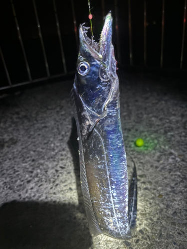 タチウオの釣果