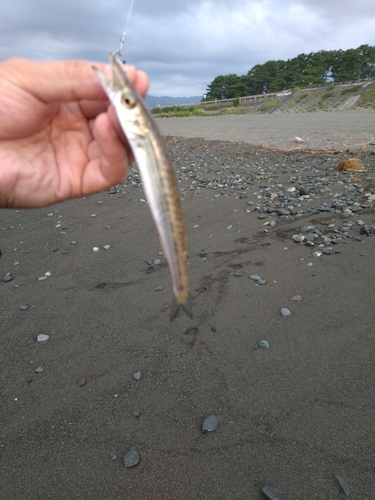 カマスの釣果