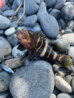 マハタの釣果