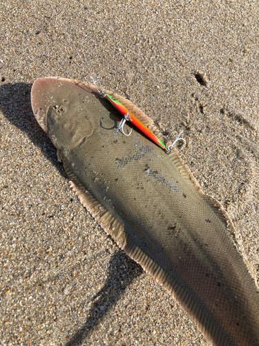 シタビラメの釣果