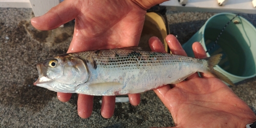 コノシロの釣果