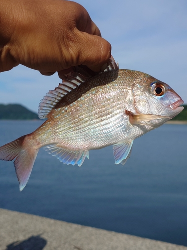 チャリコの釣果