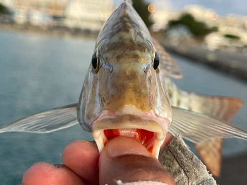 タマンの釣果