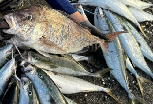 マダイの釣果