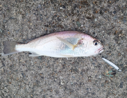 イシモチの釣果