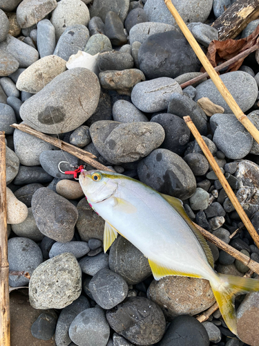 ワカシの釣果