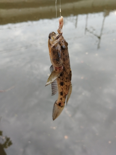 ウロハゼの釣果