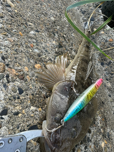 マゴチの釣果