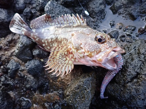 カサゴの釣果