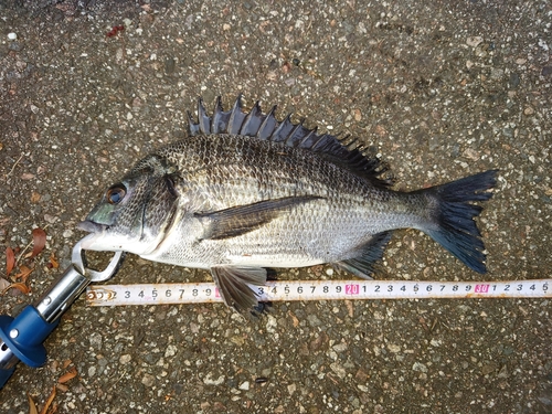 クロダイの釣果