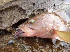 キジハタの釣果