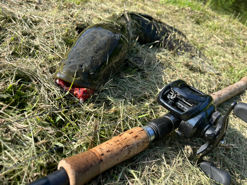 ライギョの釣果