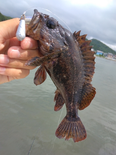 ムラソイの釣果