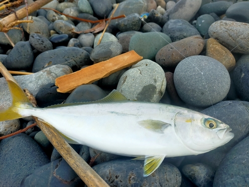 ワカシの釣果