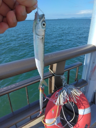 サバの釣果