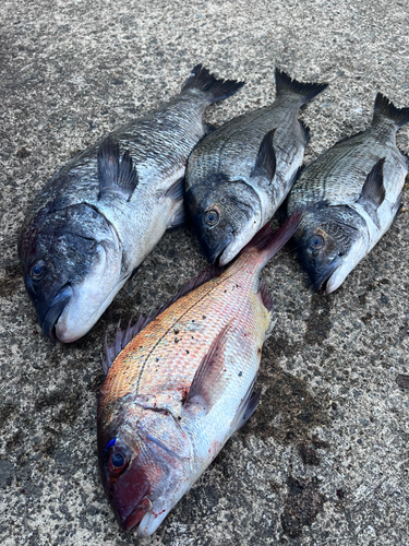 クロダイの釣果