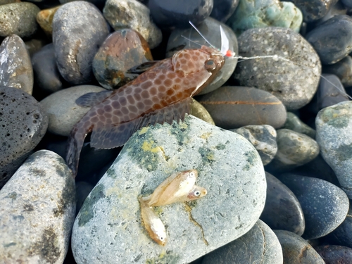 オオモンハタの釣果