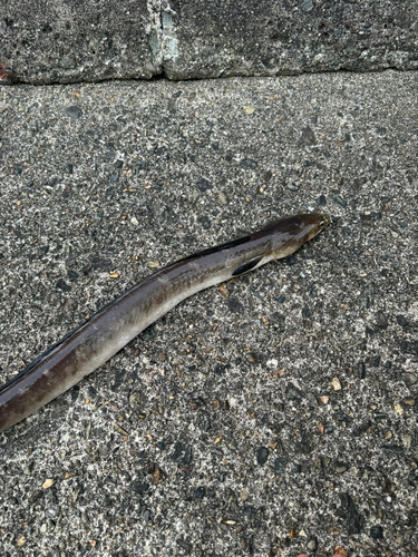 ホタテウミヘビの釣果