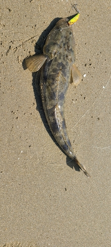 マゴチの釣果