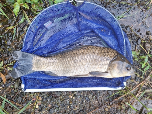 フナの釣果