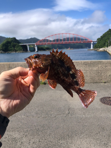 アラカブの釣果