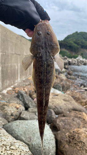 マゴチの釣果