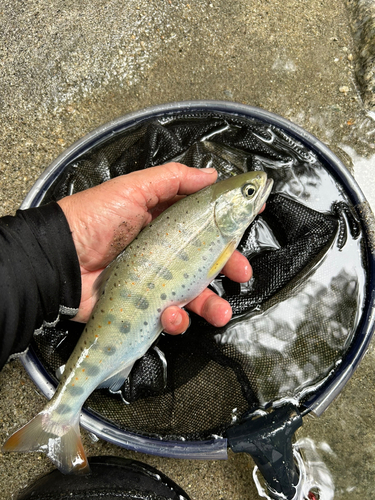 アマゴの釣果