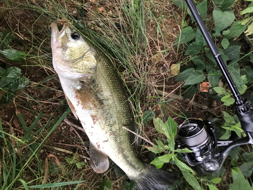 ブラックバスの釣果