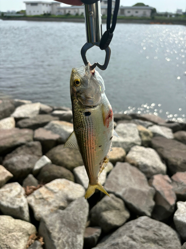 コノシロの釣果