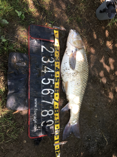 ソウギョの釣果