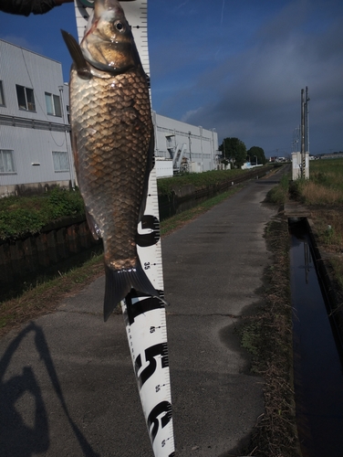 コイの釣果