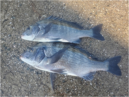 チヌの釣果