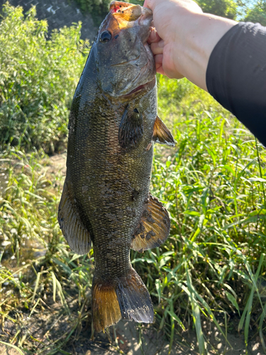 スモールマウスバスの釣果