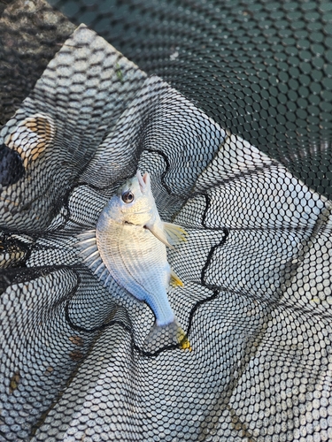 キビレの釣果