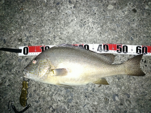 コロダイの釣果