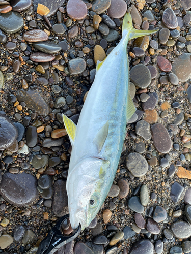 ワカシの釣果