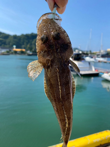 コチの釣果