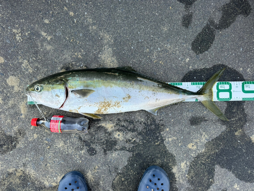 ブリの釣果