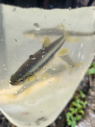 カワムツの釣果