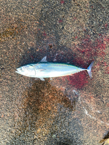 マルソウダの釣果