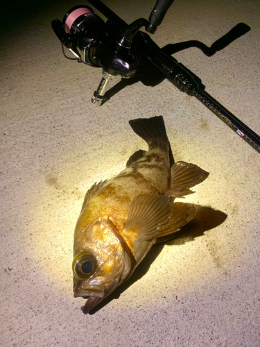 シロメバルの釣果