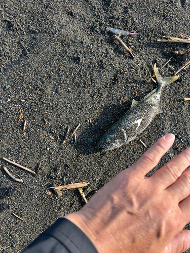 ワカシの釣果