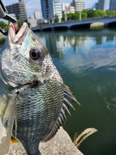 キビレの釣果